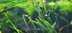 Jonge Platy's, Vis, Zoetwatervis