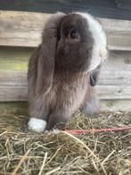 Choco split nhd X minilop ram, Dieren en Toebehoren, Konijnen, Mannelijk, Dwerg, Hangoor, 0 tot 2 jaar