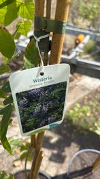 Blauwe regens hoog 1m wit-rose - blauw extra koopje 9,95 pst, Tuin en Terras, Ophalen, Vaste plant, Halfschaduw, Klimplanten