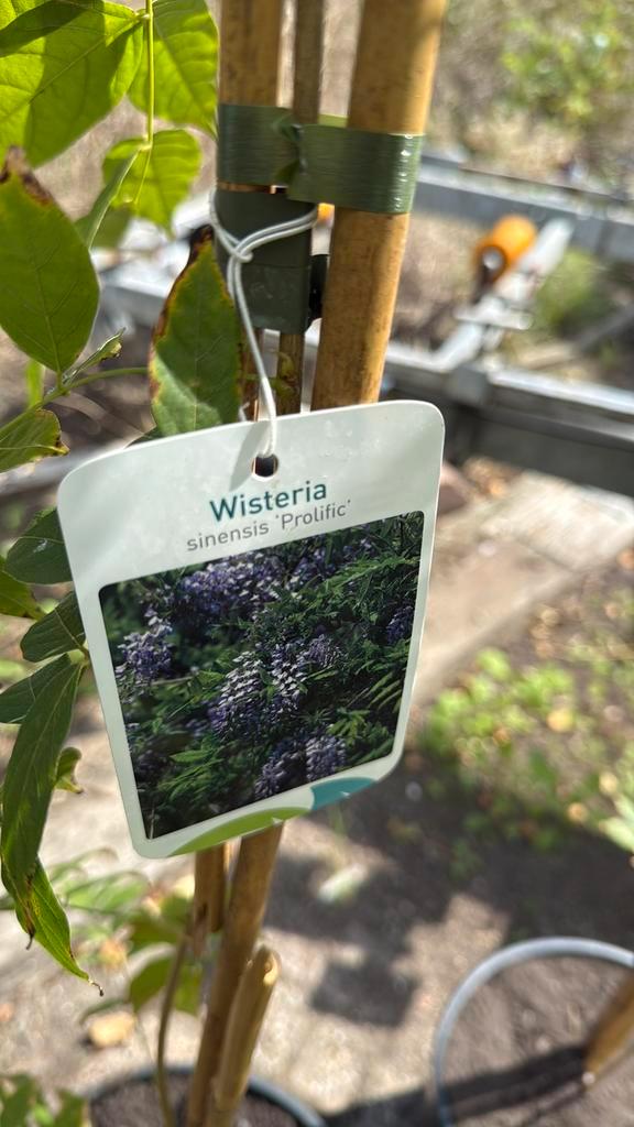 Blauwe regens hoog 1m wit-rose - blauw extra koopje 9,95 pst, Tuin en Terras, Planten | Tuinplanten, Vaste plant, Klimplanten