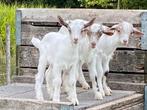 Girgentana bokjes, Dieren en Toebehoren, Schapen, Geiten en Varkens, Mannelijk, Geit, 0 tot 2 jaar