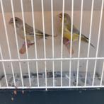 groenling, Dieren en Toebehoren, Meerdere dieren, Wildzangvogel, Geringd