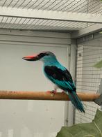 Senegalijsvogel koppel te koop, Geslacht onbekend, Tropenvogel, Geringd