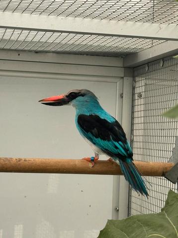 Senegalijsvogel koppel te koop  beschikbaar voor biedingen