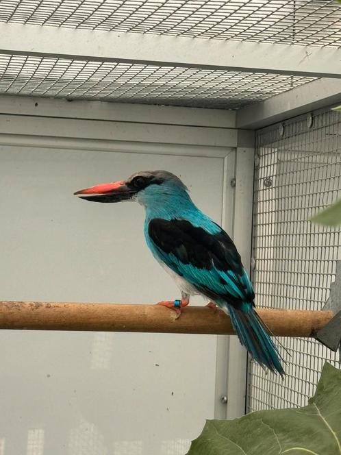 Senegalijsvogel koppel te koop, Dieren en Toebehoren, Vogels | Overige Vogels, Tropenvogel, Geslacht onbekend, Geringd