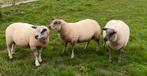 2 dekrammen Bleu du maine x (Engelse) Texelaar, Dieren en Toebehoren, Schapen, Geiten en Varkens, Mannelijk, Schaap