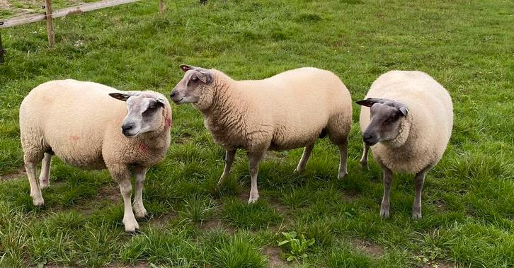 2 dekrammen Bleu du maine x (Engelse) Texelaar, Dieren en Toebehoren, Schapen, Geiten en Varkens, Schaap, Mannelijk