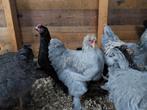 Brahma hanen parelgrijs en zalmblauw, Dieren en Toebehoren, Pluimvee, Mannelijk, Kip