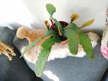 Epiphyllum Sarah Courant beschikbaar voor biedingen