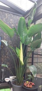Strelitzia nicolai - Paradijsvogelbloem, Huis en Inrichting, Ophalen of Verzenden, 200 cm of meer