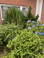 Gratis boompje en groene struiken, Tuin en Terras, Planten | Bomen, Ophalen, Halfschaduw, Overige soorten, 100 tot 250 cm