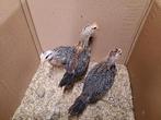 Lachkip kuikens ayam ketawa 4 weken oud, Geslacht onbekend, Kip