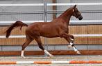 3-jarige Gelders voorl. Keur merrie aangeboden, Dieren en Toebehoren, Paarden, Merrie, Gechipt, Zadelmak, 3 tot 6 jaar