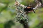 Fluweelwevers - Ploceus nigerrimus, Meerdere dieren, Tropenvogel, Geringd