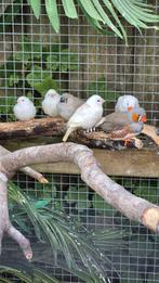Zebravinken  tekoop  jonge  dieren, Dieren en Toebehoren, Vogels | Overige Vogels, Meerdere dieren, Tropenvogel