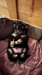 Prachtige Pomchi pups, Dieren en Toebehoren, Overige rassen, CDV (hondenziekte), 8 tot 15 weken, Meerdere