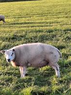 Texelaar Ram en ooilammeren., Dieren en Toebehoren, Schapen, Geiten en Varkens, Mannelijk, Schaap
