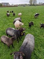 Fokschapen en lammeren, Dieren en Toebehoren, Schapen, Geiten en Varkens, Schaap, Meerdere dieren