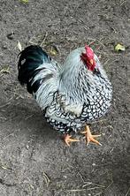 Kip en haan, Dieren en Toebehoren, Pluimvee, Meerdere dieren, Kip