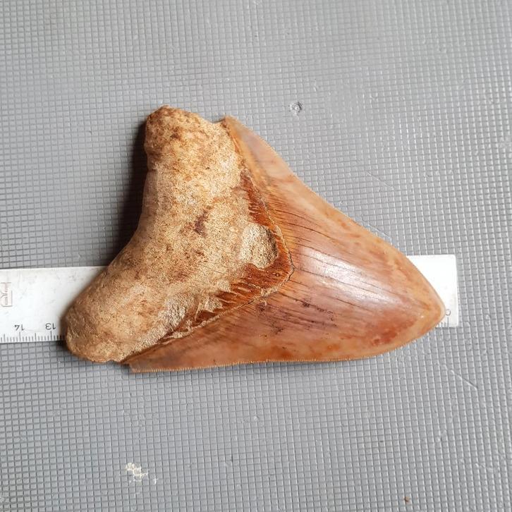 Haaientand, Otodus megalodon, Verzamelen, Mineralen en Fossielen, Fossiel, Ophalen of Verzenden