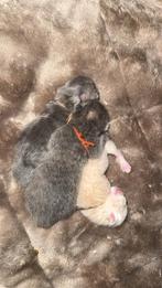 Britse korthaar/langhaar kittens, Dieren en Toebehoren, Katten en Kittens | Raskatten | Langhaar, Poes, Ontwormd, 0 tot 2 jaar