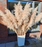 XXL Pampas Pluimen!, Huis en Inrichting, Ophalen of Verzenden