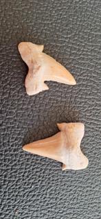 Fossiele haaientanden Serratolamna Ascheroni - Marokko, Ophalen of Verzenden, Fossiel