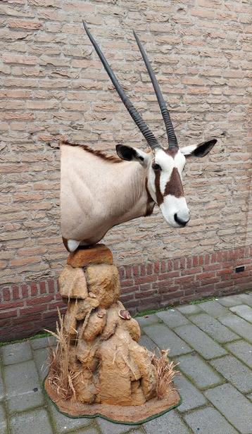 Opgezette kop oryx op zuil taxidermy opgezet Afrika schedel beschikbaar voor biedingen