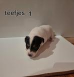 Jack russel puppy's, Dieren en Toebehoren, Honden | Jack Russells en Terriërs, België, Particulier, Jack Russell Terriër, 8 tot 15 weken