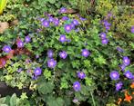 Paarse geranium - ooievaarsbek gifvrij, Ophalen, Bodembedekkers, Vaste plant, Halfschaduw