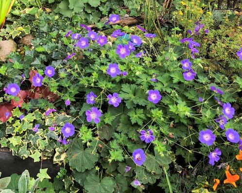 Paarse geranium - ooievaarsbek gifvrij, Tuin en Terras, Planten | Tuinplanten, Vaste plant, Bodembedekkers, Halfschaduw, Zomer