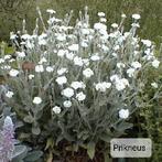 Prikneus lychnus wit bloeiend, Ophalen
