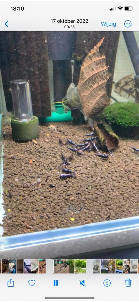Metallic OE garnalen! TOP genetica! Garnaal, Dieren en Toebehoren, Vissen | Aquariumvissen, Zoetwatervis, Kreeft, Krab of Garnaal