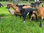 Dwerggeit bokjes, Dieren en Toebehoren, Mannelijk, Geit, 0 tot 2 jaar