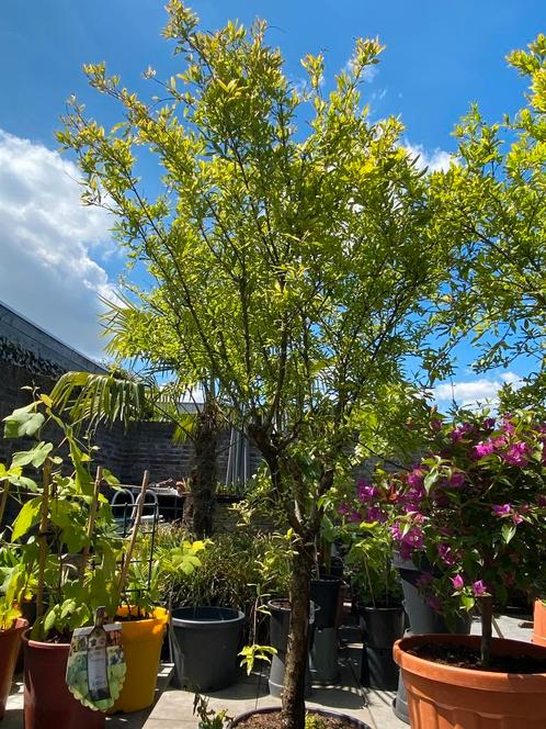 2 schitterende zeer grote en forse granaatappel bomen in pot, Tuin en Terras, Planten | Fruitbomen, Overige soorten, 250 tot 400 cm