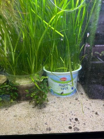 Bak vol met Vallisneria Sprialis beschikbaar voor biedingen