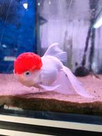 Leeuwenkop red cap mooi groote body., Dieren en Toebehoren, Vissen | Aquariumvissen, Vis, Zoetwatervis, Schoolvis