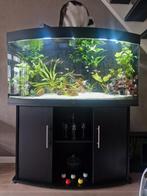 Aquarium Vision 260, Ophalen, Gebruikt, Gevuld zoetwateraquarium