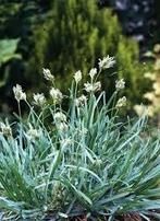 Sesleria caerulea. Blauwgras siergrassen P9, Vaste plant, Siergrassen, Ophalen of Verzenden, Halfschaduw