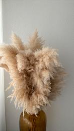 Pampas, Ophalen of Verzenden, Nieuw