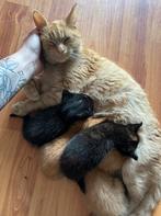 Lieve kittens, Dieren en Toebehoren, Katten en Kittens | Overige Katten, Meerdere dieren, Langharig, 0 tot 2 jaar