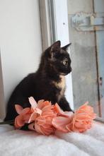Deze schattige kitten mag naar een goed huisje!♡, Poes