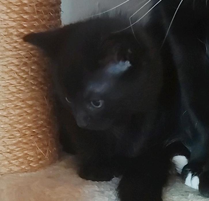 Kittens, Dieren en Toebehoren, Kattenmanden, Ophalen