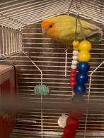 Dwergpapegaai, Dieren en Toebehoren, Mannelijk, Dwergpapegaai of Agapornis