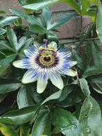 Goed gewortelde Passiebloemen. Stekken., Ophalen of Verzenden, Voorjaar, Volle zon, Wortelstok