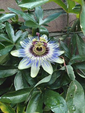 Goed gewortelde Passiebloemen. Stekken.  beschikbaar voor biedingen