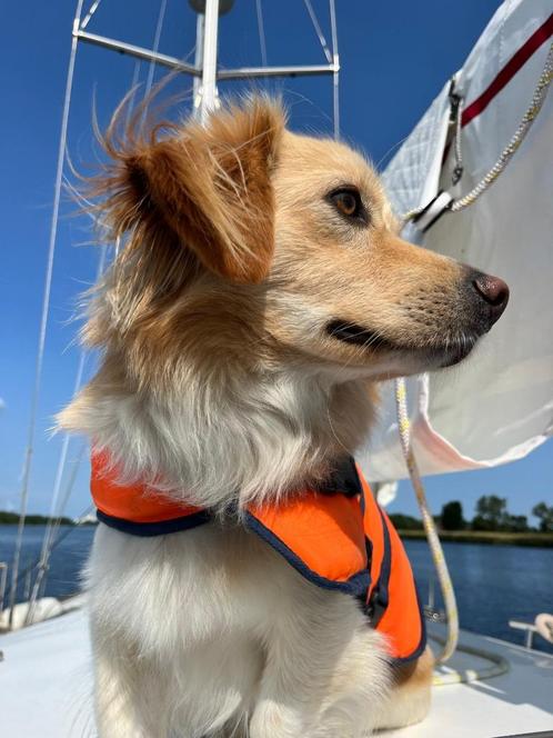 Hummel | Mix golden retriever / corgi (2,5 jaar), Dieren en Toebehoren, Honden | Retrievers, Spaniëls en Waterhonden, Reu, Overige rassen