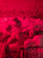 Japanse kwartel kuikens, Vrouwelijk, Overige soorten