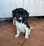 Super lieve kruising Kooiker/Markiesje pups!, Dieren en Toebehoren, Honden | Retrievers, Spaniëls en Waterhonden, Nederland, Overige rassen