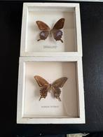 2 vlinders in een lijstje, oud, Verzamelen, Ophalen of Verzenden, Insect, Opgezet dier